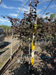 Cercis canadensis 'Forest Pansy'