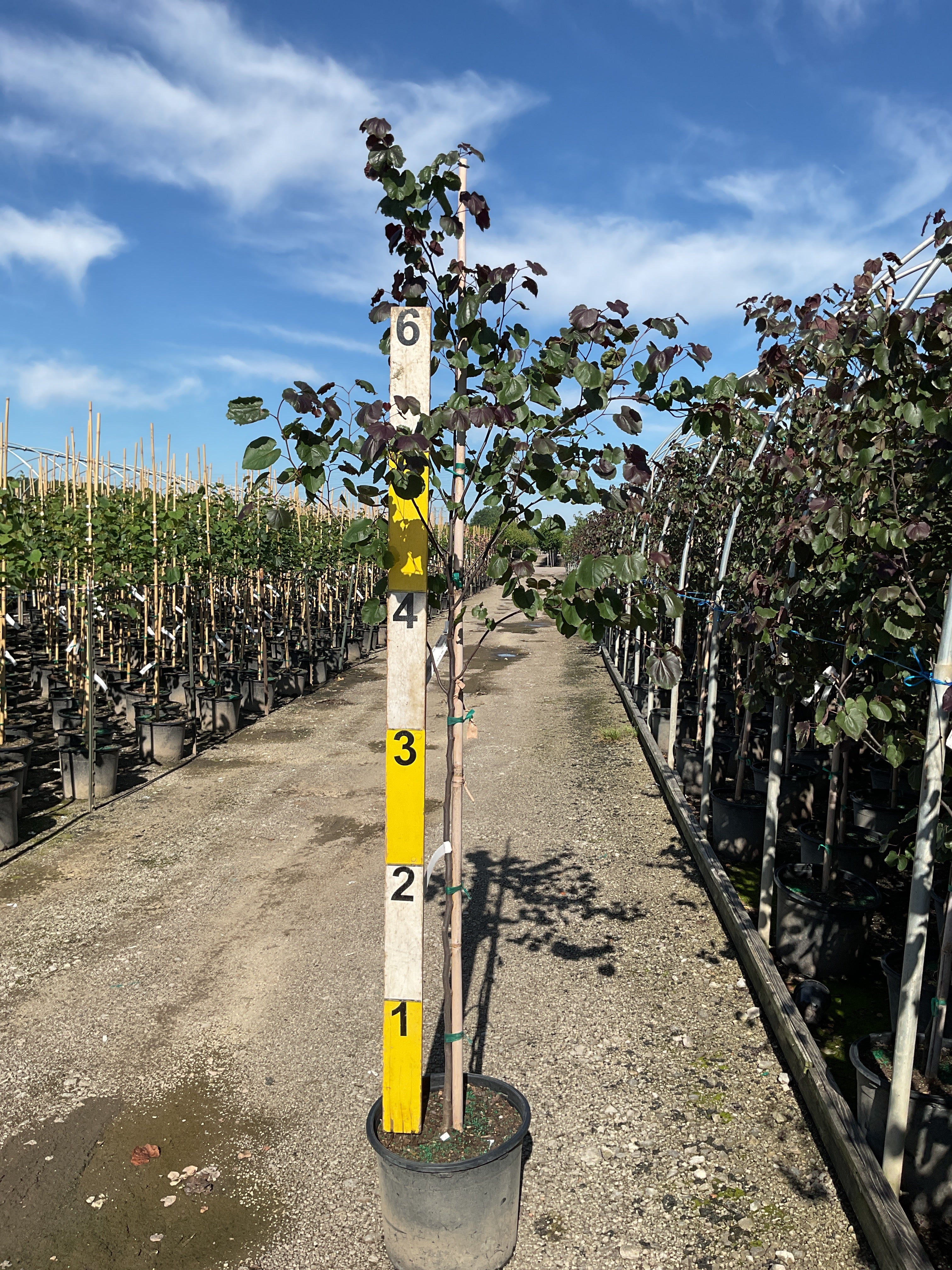 Cercis canadensis 'Merlot'