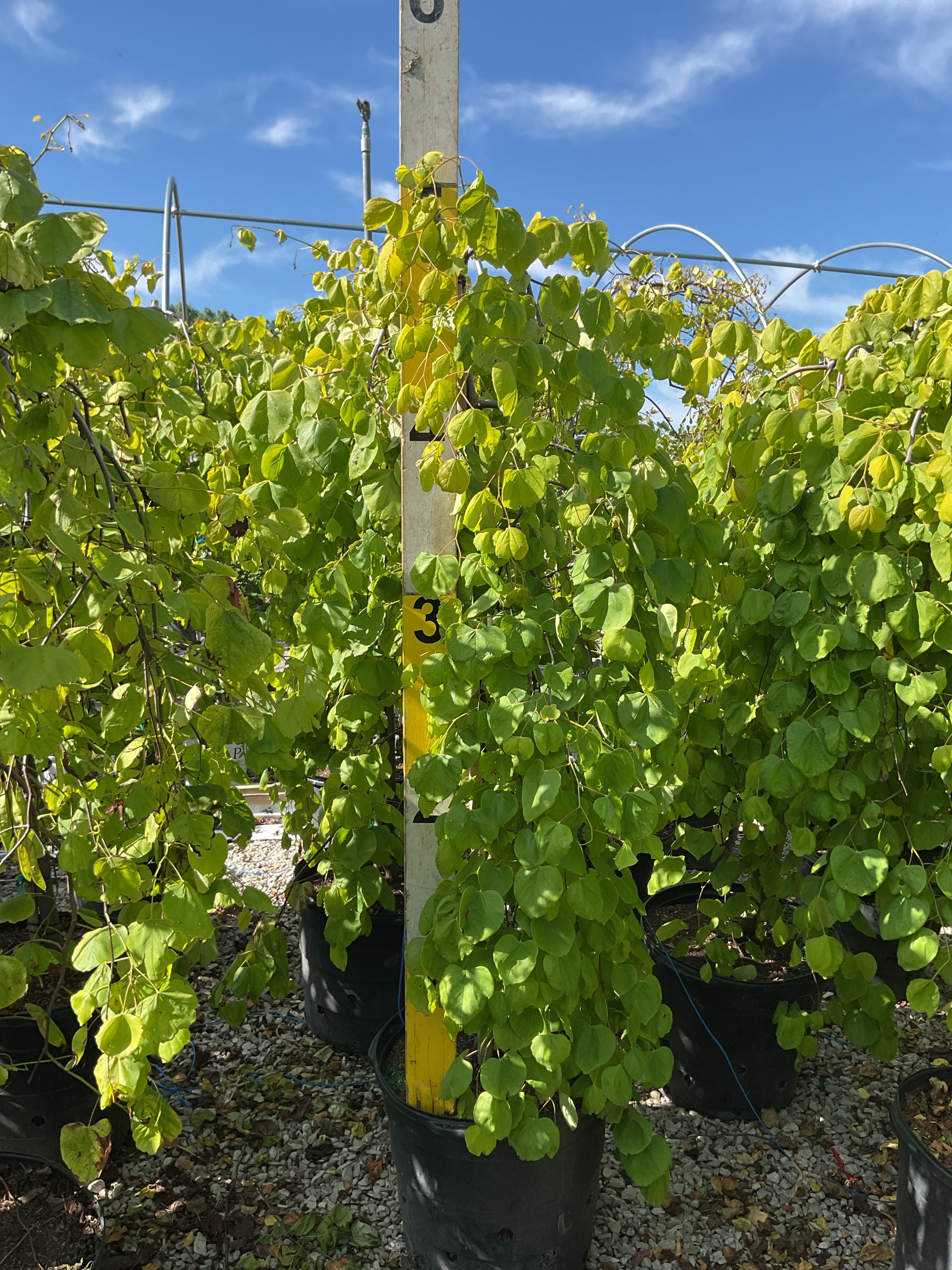 Cercis canadensis 'Golden Falls'