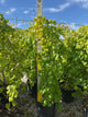 Cercis canadensis 'Golden Falls'