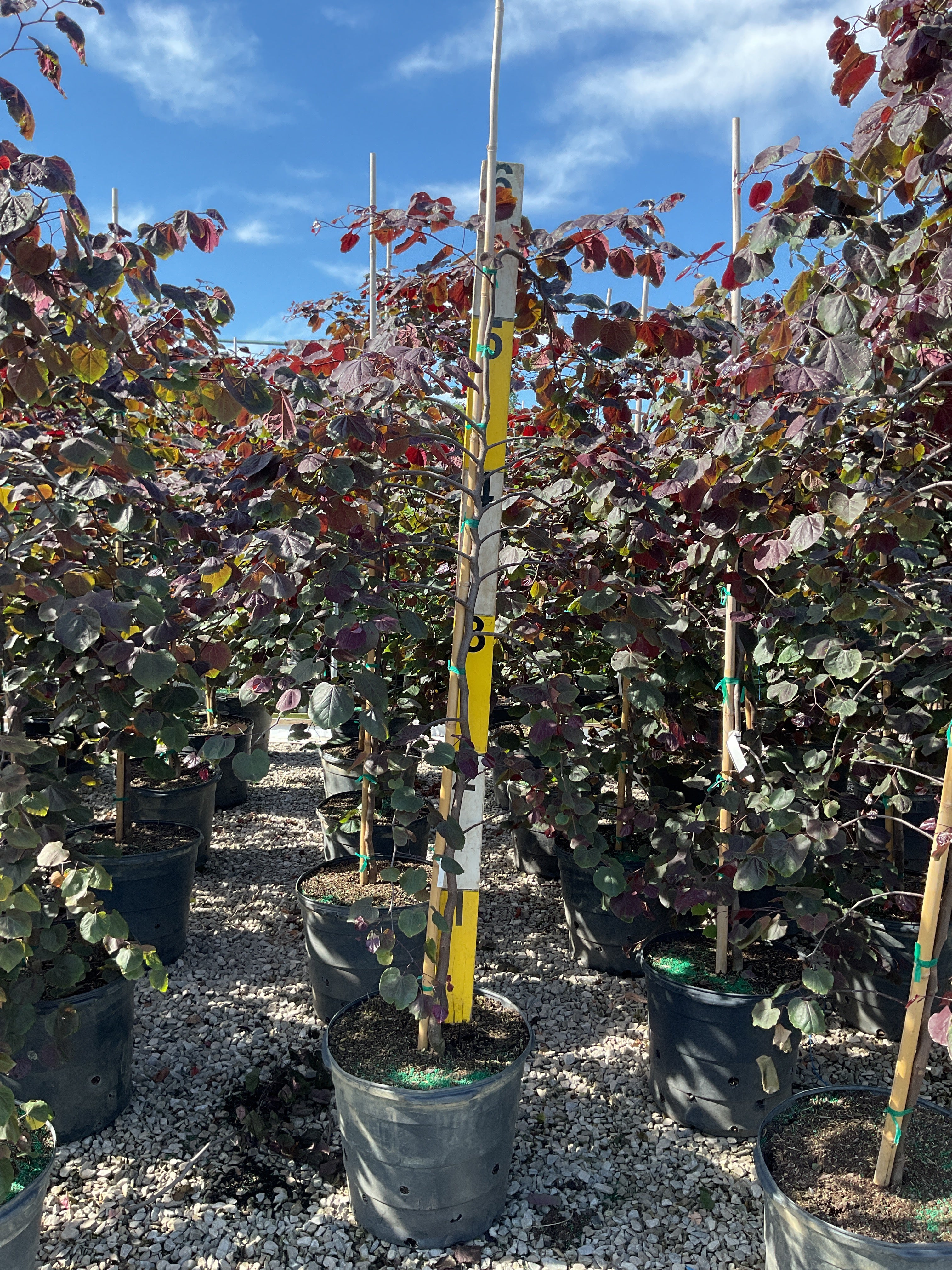 Cercis canadensis 'Ruby Falls'