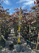 Cercis canadensis 'Ruby Falls'