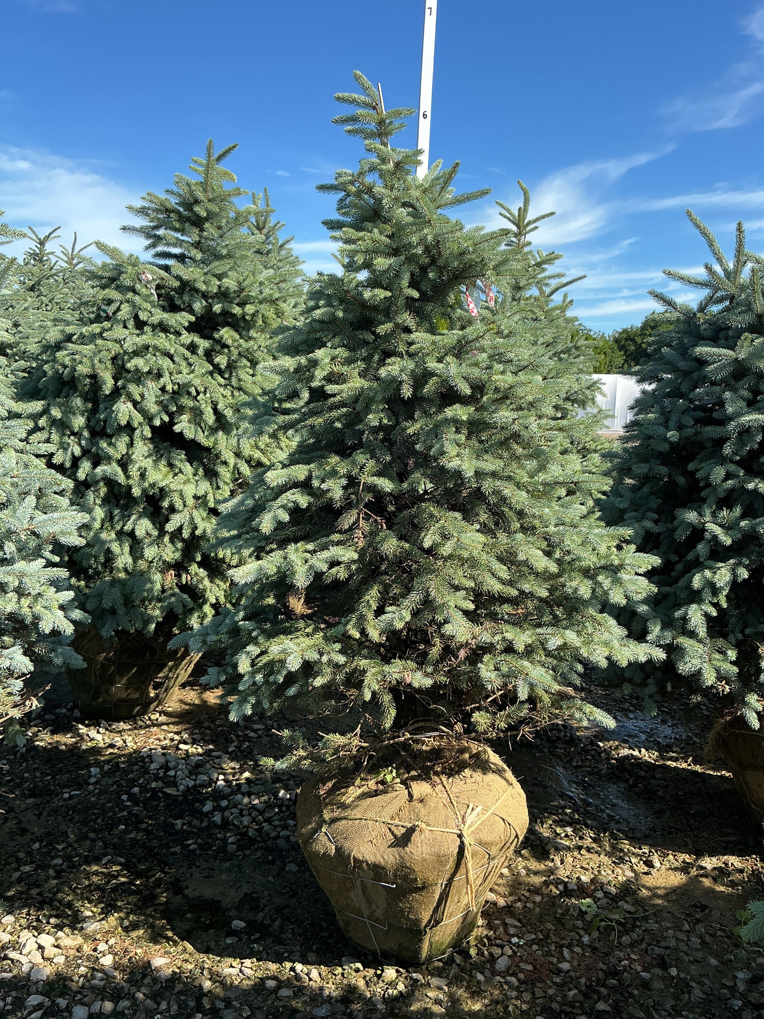 Picea pungens 'Baby Blue'