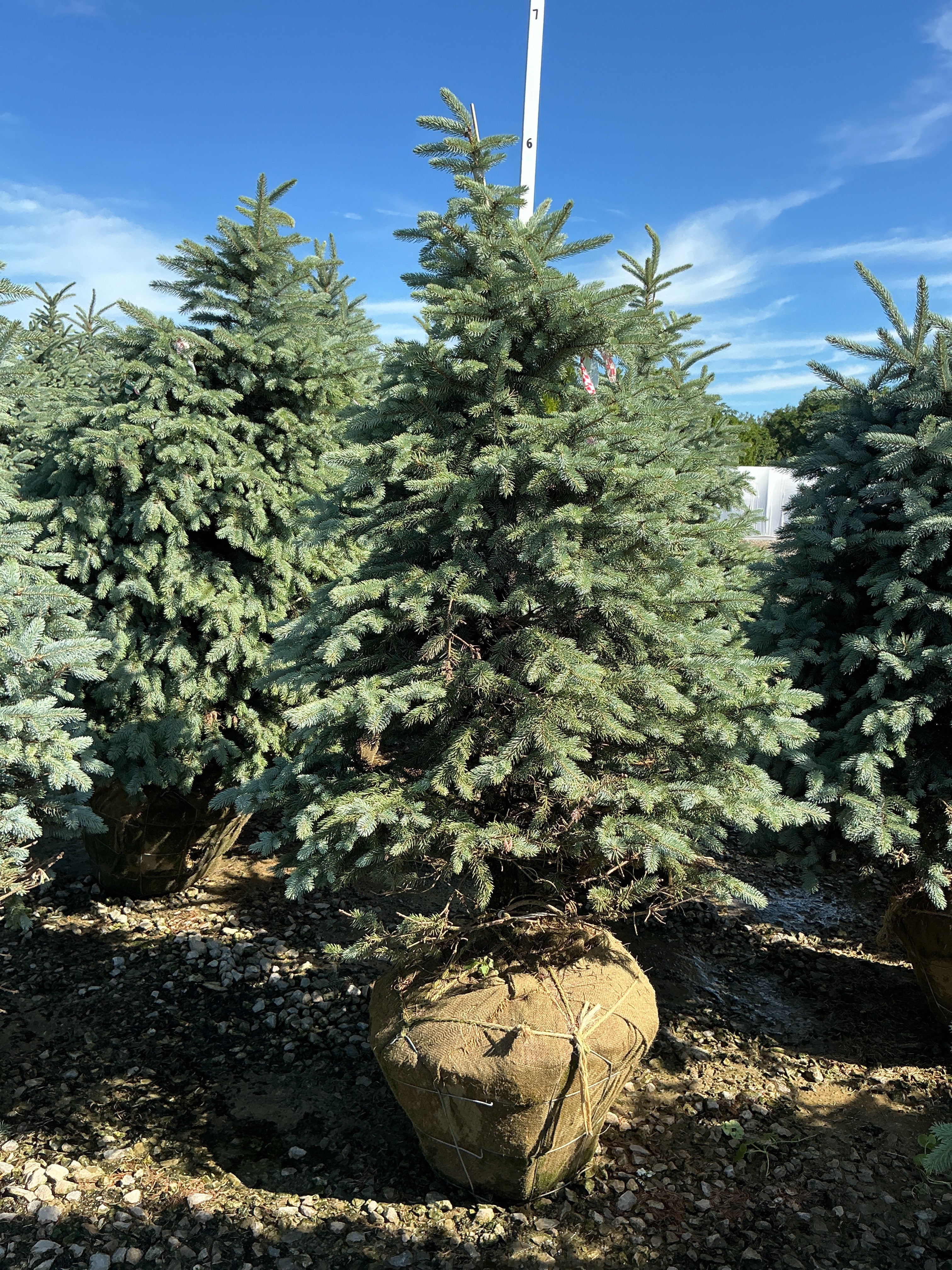 Picea pungens 'Baby Blue'