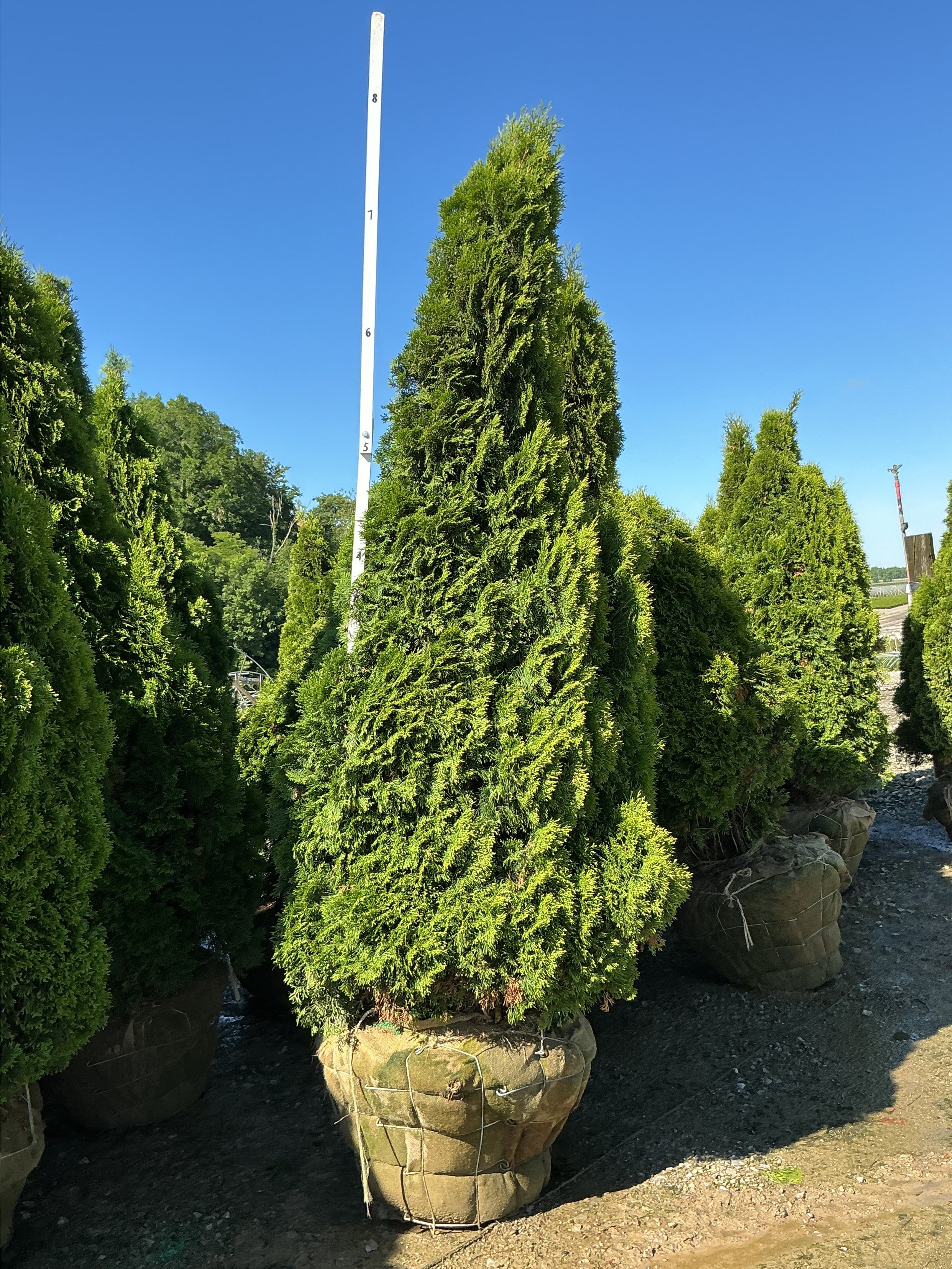 Thuja occidentalis 'Smaragd'