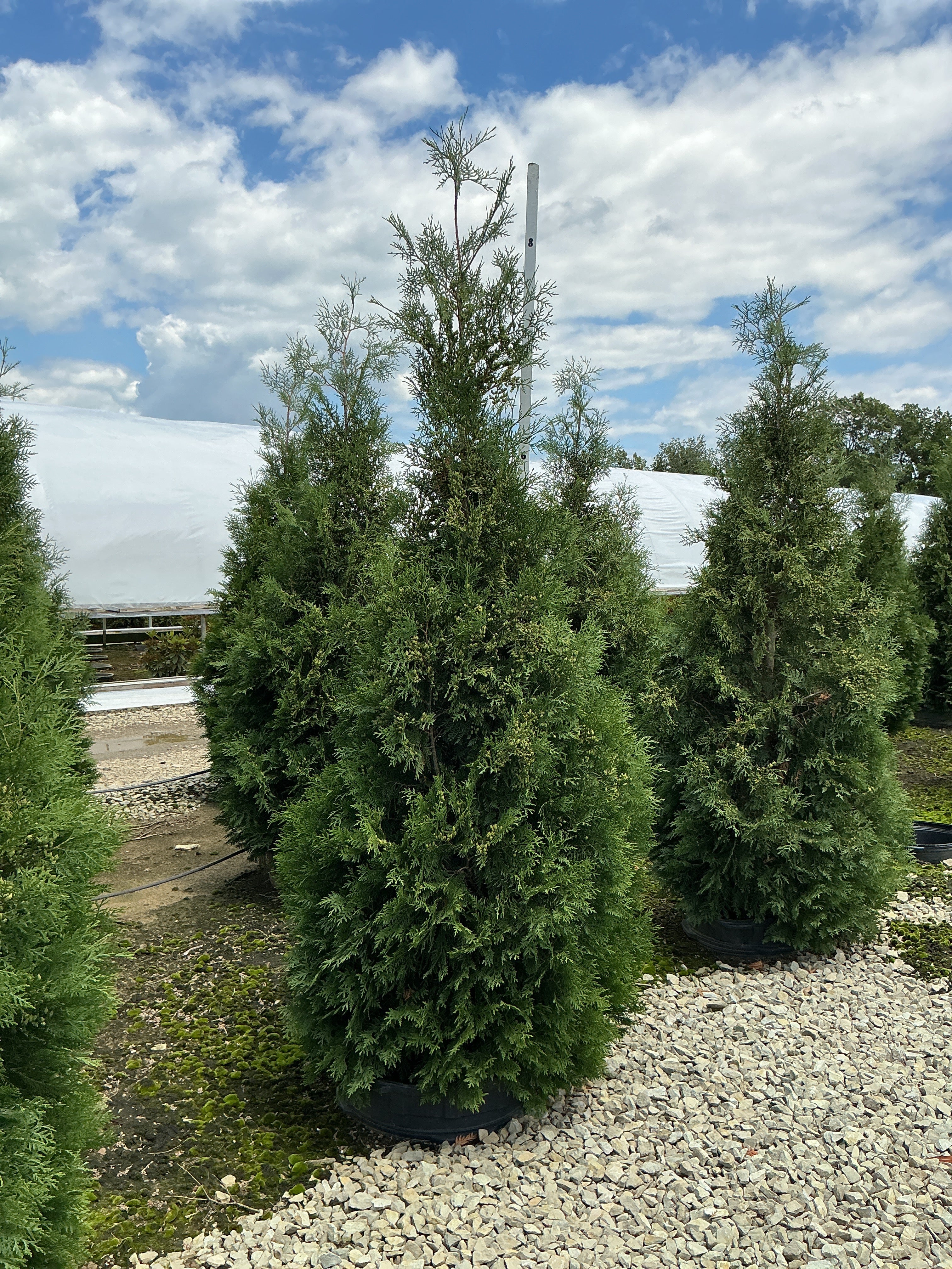Thuja occidentalis 'American Pillar'
