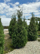 Thuja occidentalis 'American Pillar'