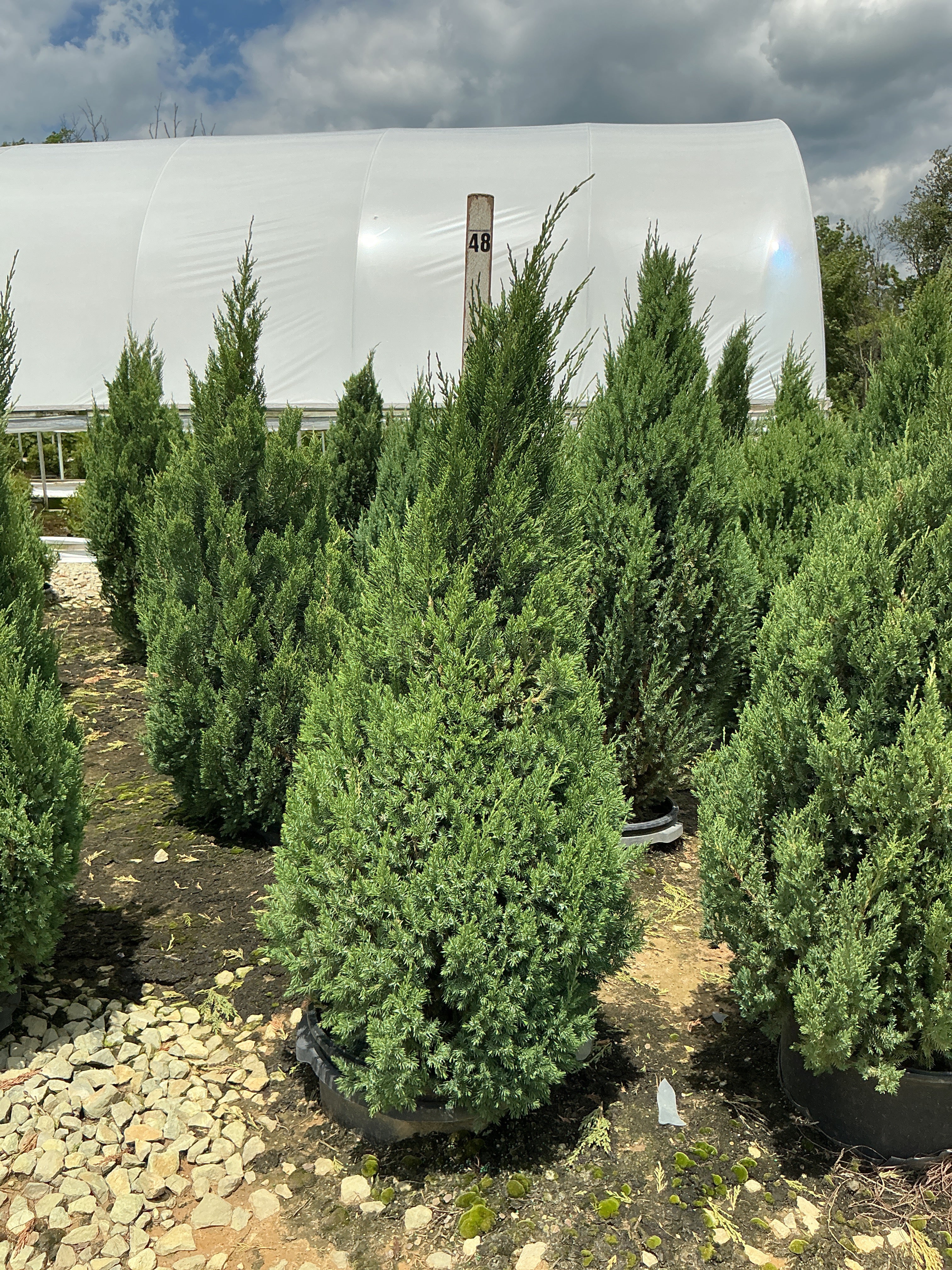 Juniperus chinensis 'Blue Point'