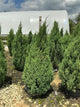 Juniperus chinensis 'Blue Point'