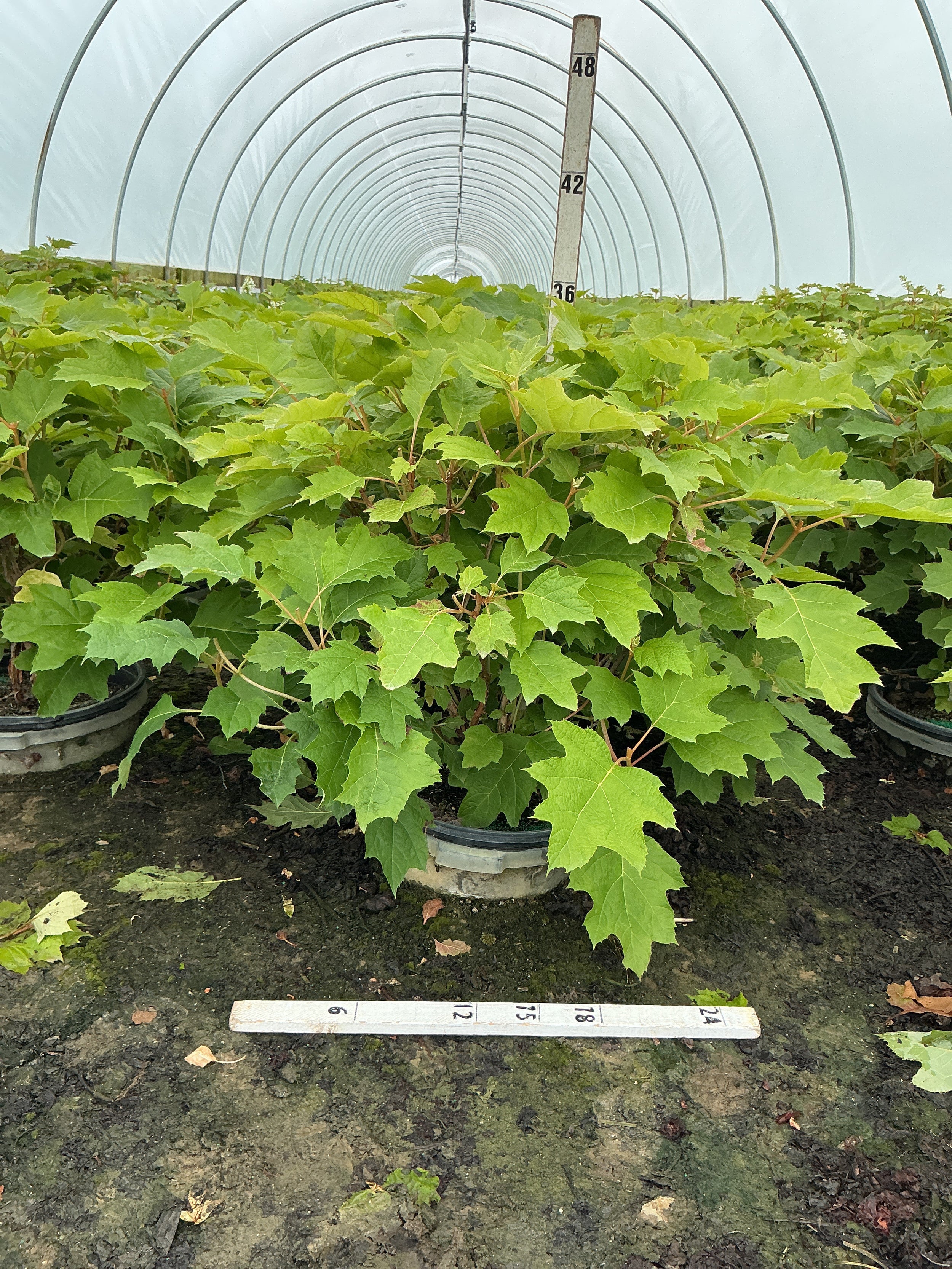 Hydrangea quercifolia 'Alice'