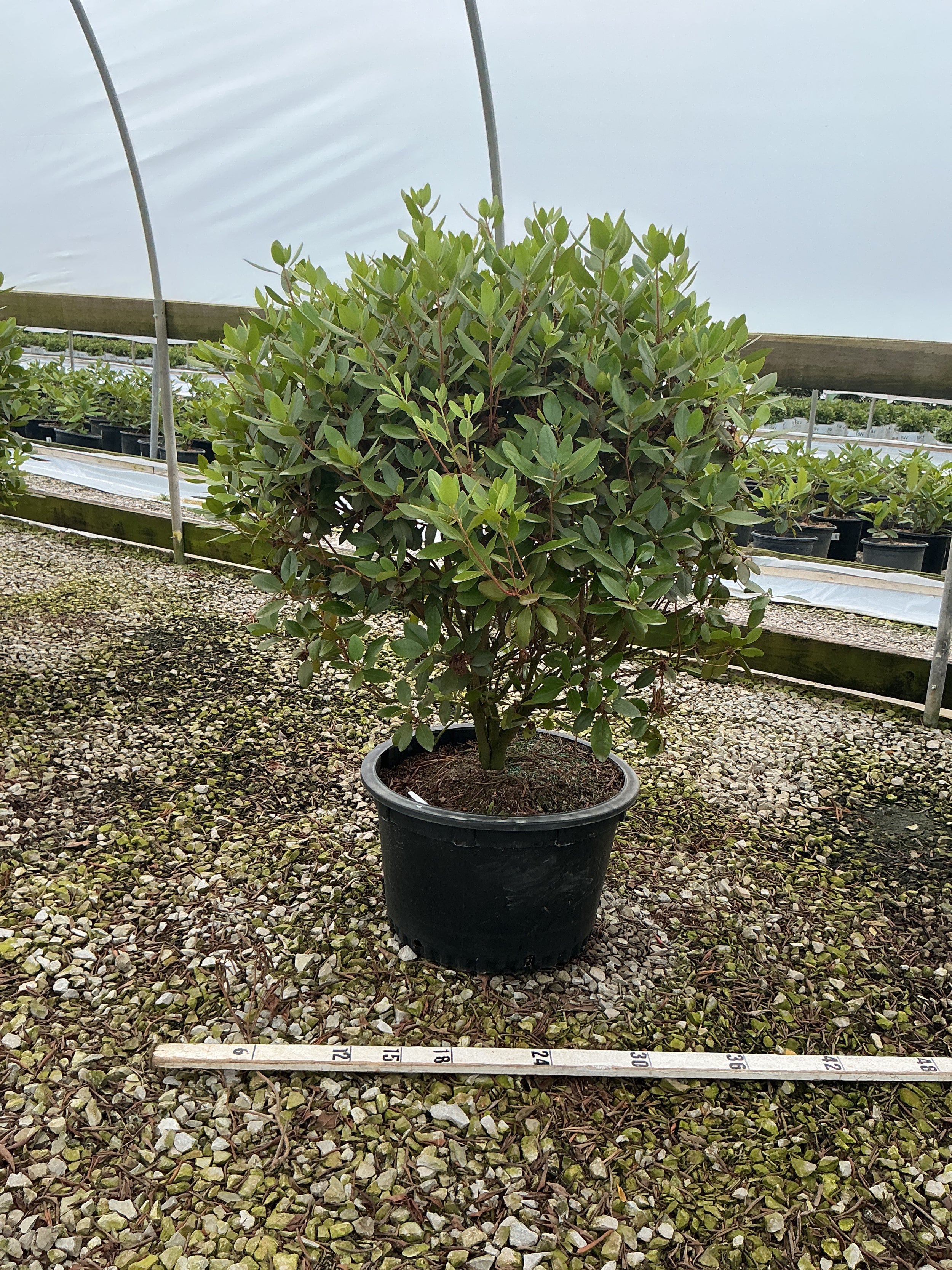 Rhododendron 'Pjm'