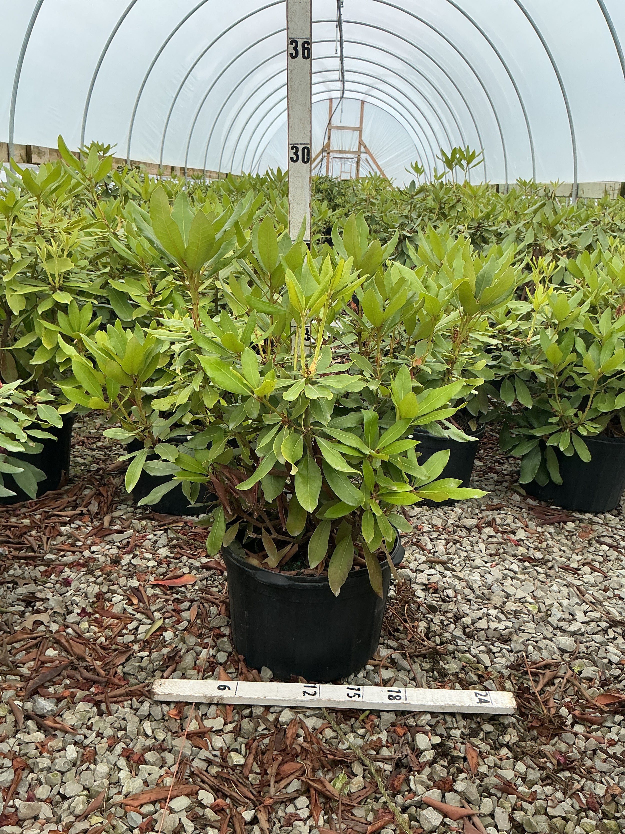 Rhododendron nova 'Nova Zembla'