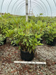 Rhododendron nova 'Nova Zembla'