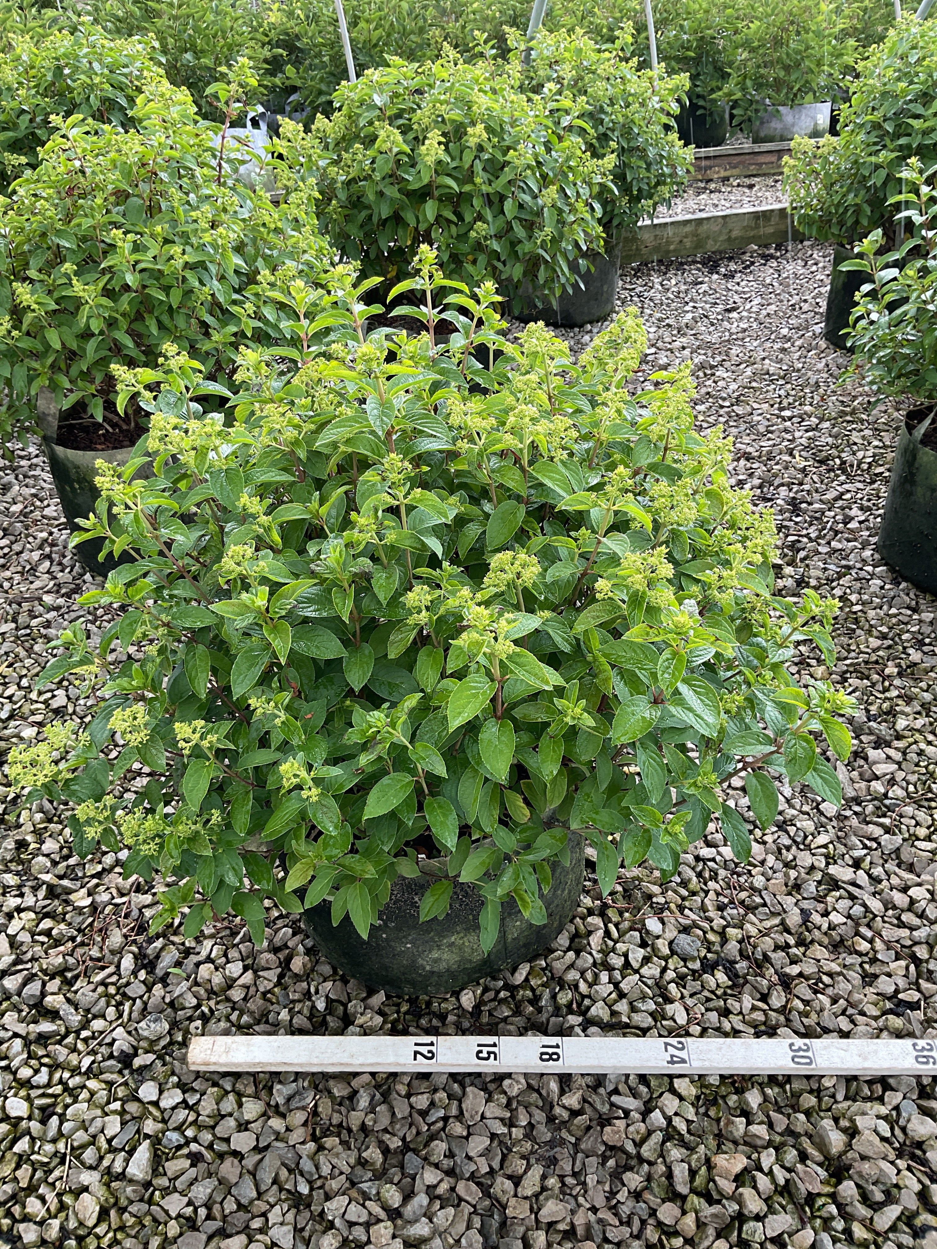 Hydrangea paniculata 'Bobo'