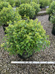 Hydrangea paniculata 'Bobo'
