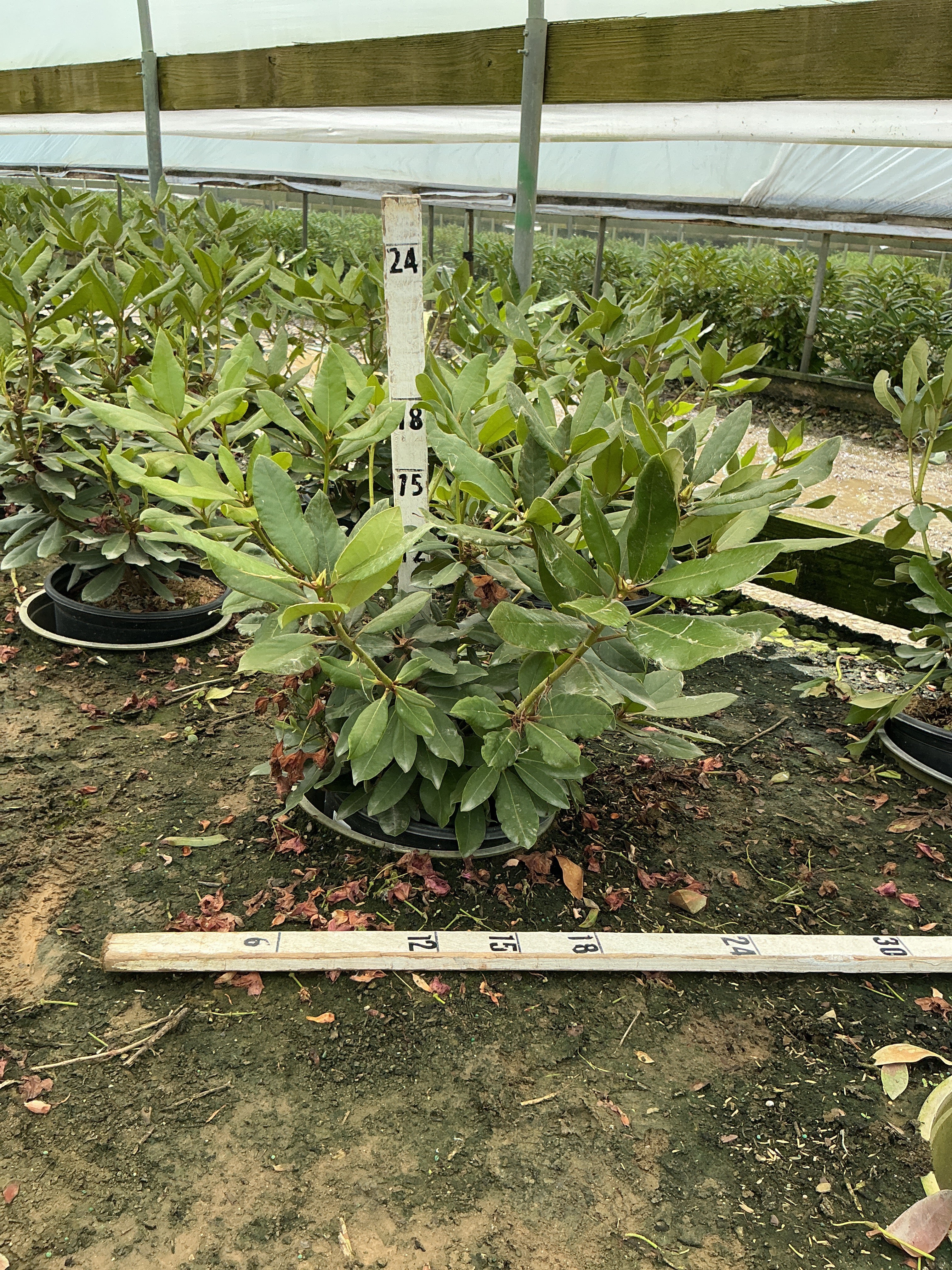 Rhododendron nova 'Nova Zembla'