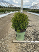 Buxus newgen 'Freedom'