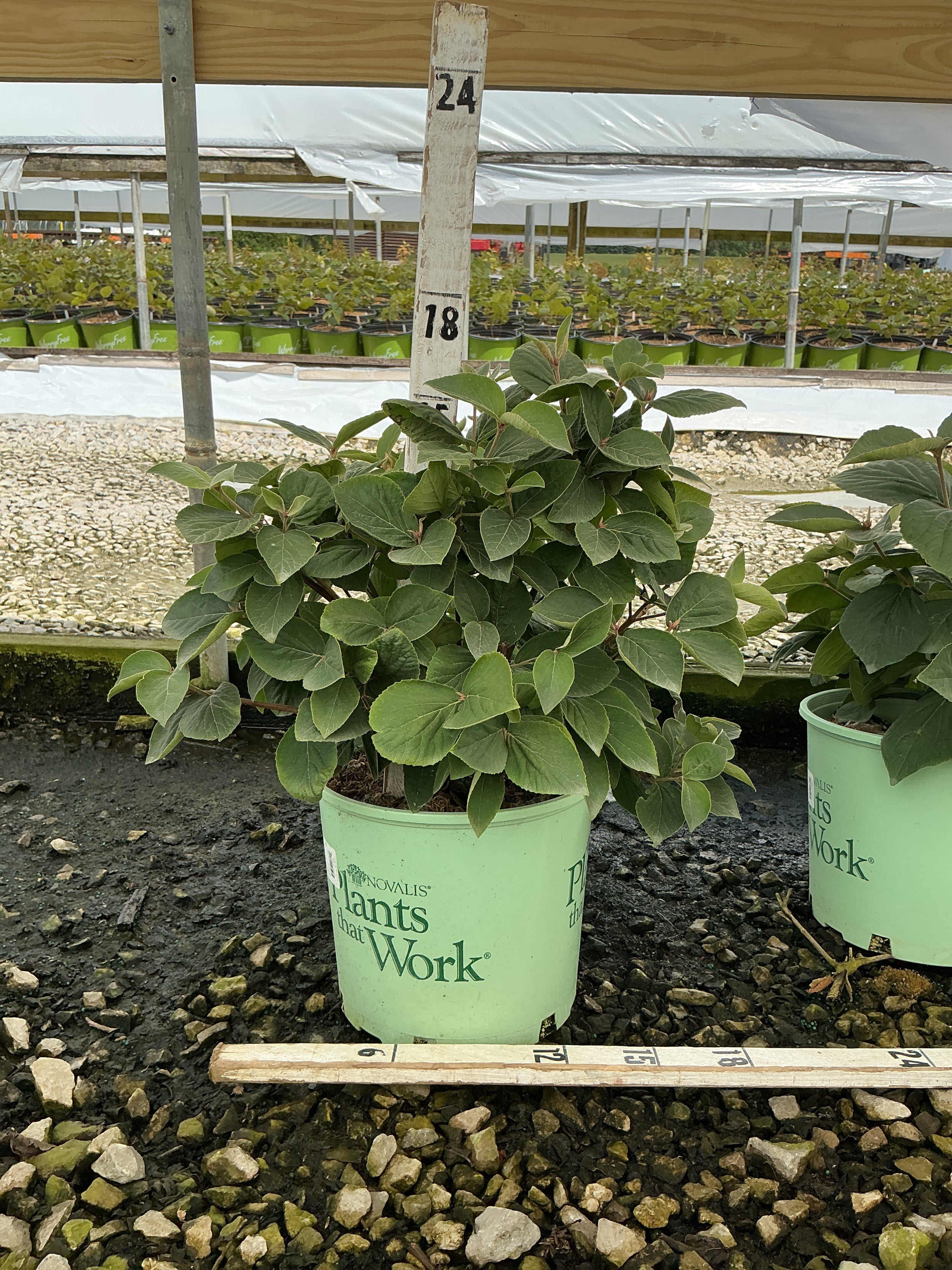 Viburnum carlesii 'Spice Island'