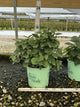 Viburnum carlesii 'Spice Island'