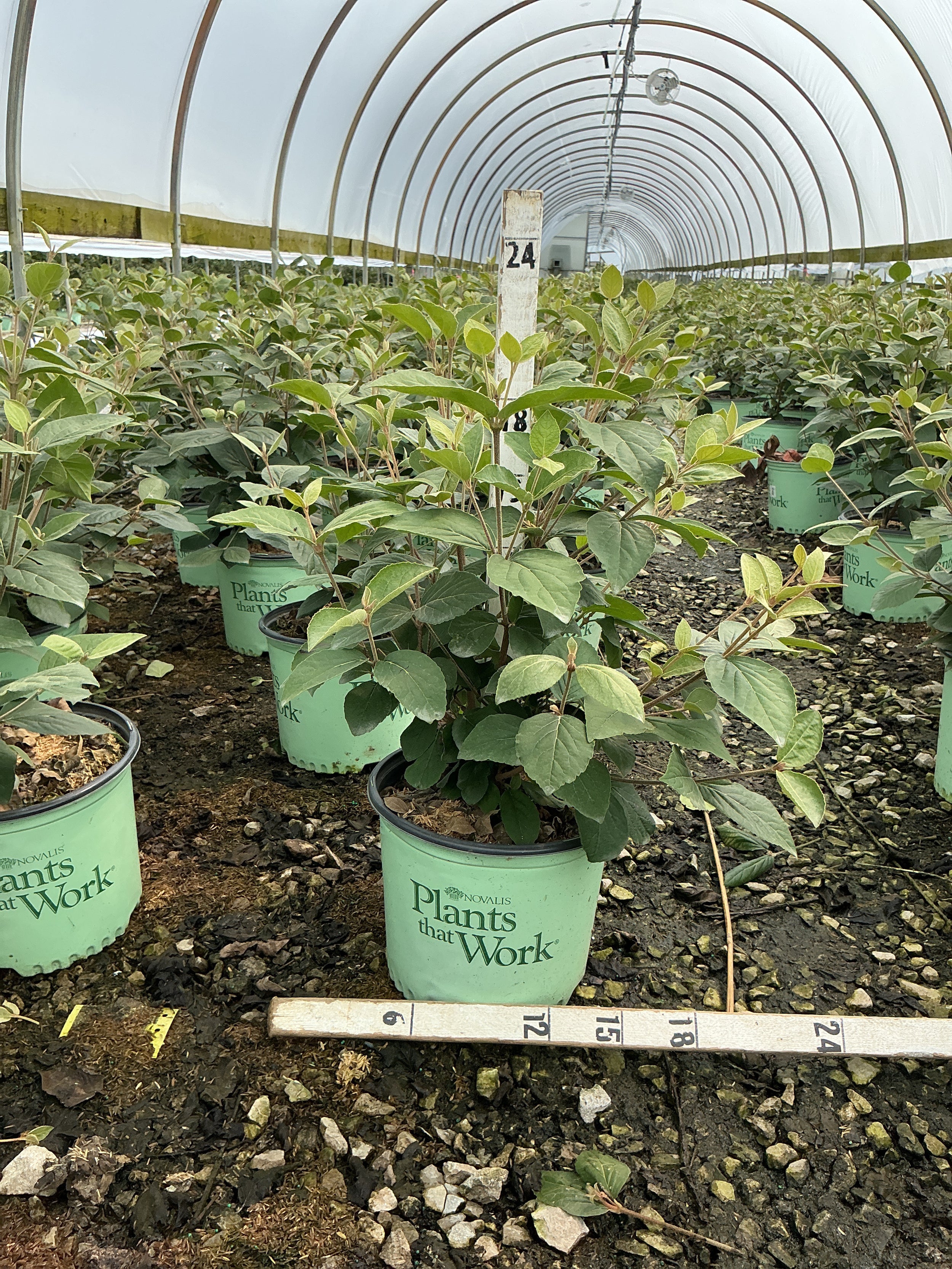 Viburnum carlesii 'Select Sugar N Spice'