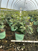 Viburnum carlesii 'Select Sugar N Spice'