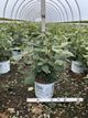 Viburnum carlesii 'Spice Girl'