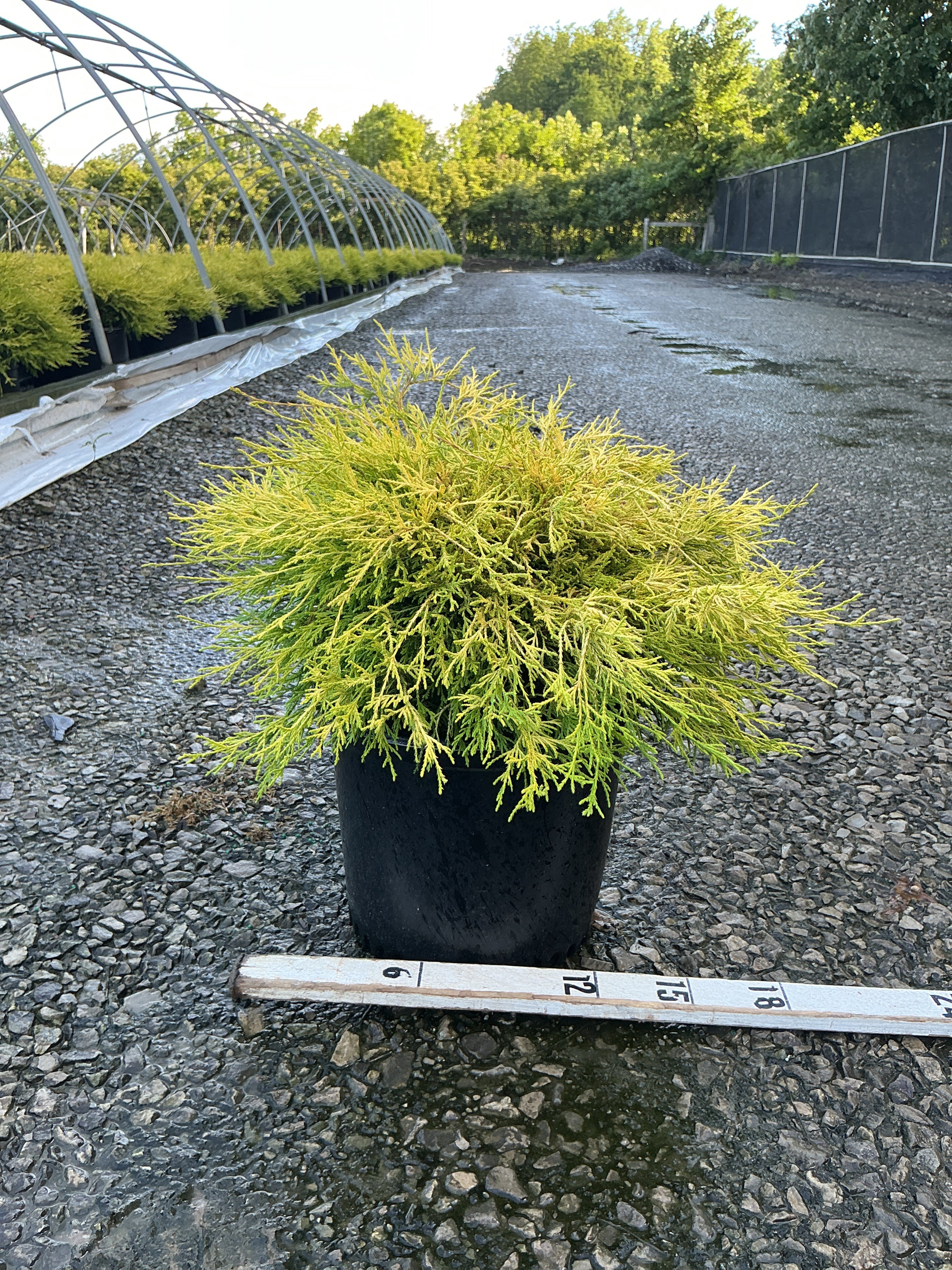 Chamaecyparis pisifera 'Mops'