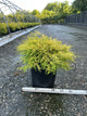 Chamaecyparis pisifera 'Mops'