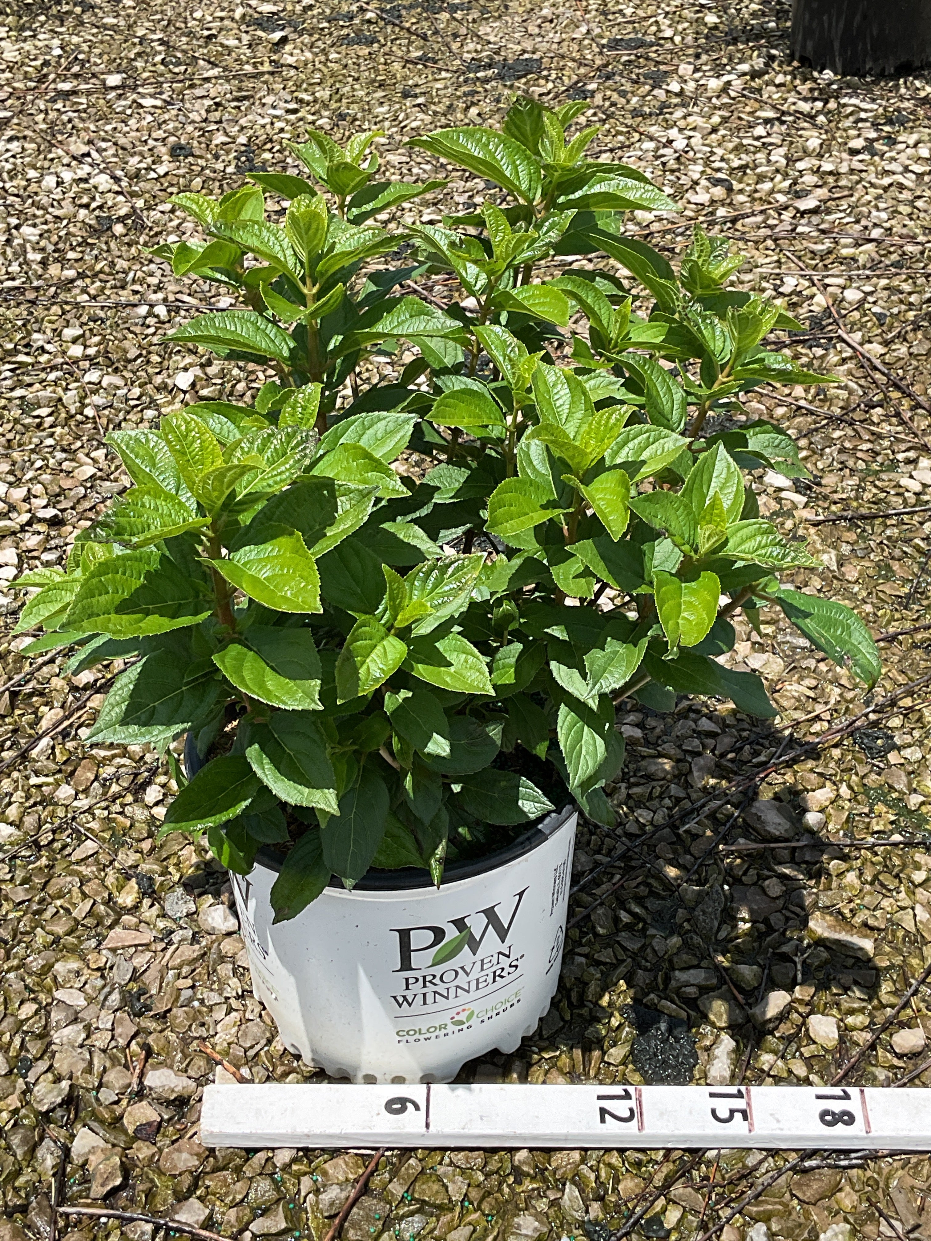 Hydrangea 'P Little Lime Punch'