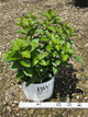 Hydrangea 'P Little Lime Punch'