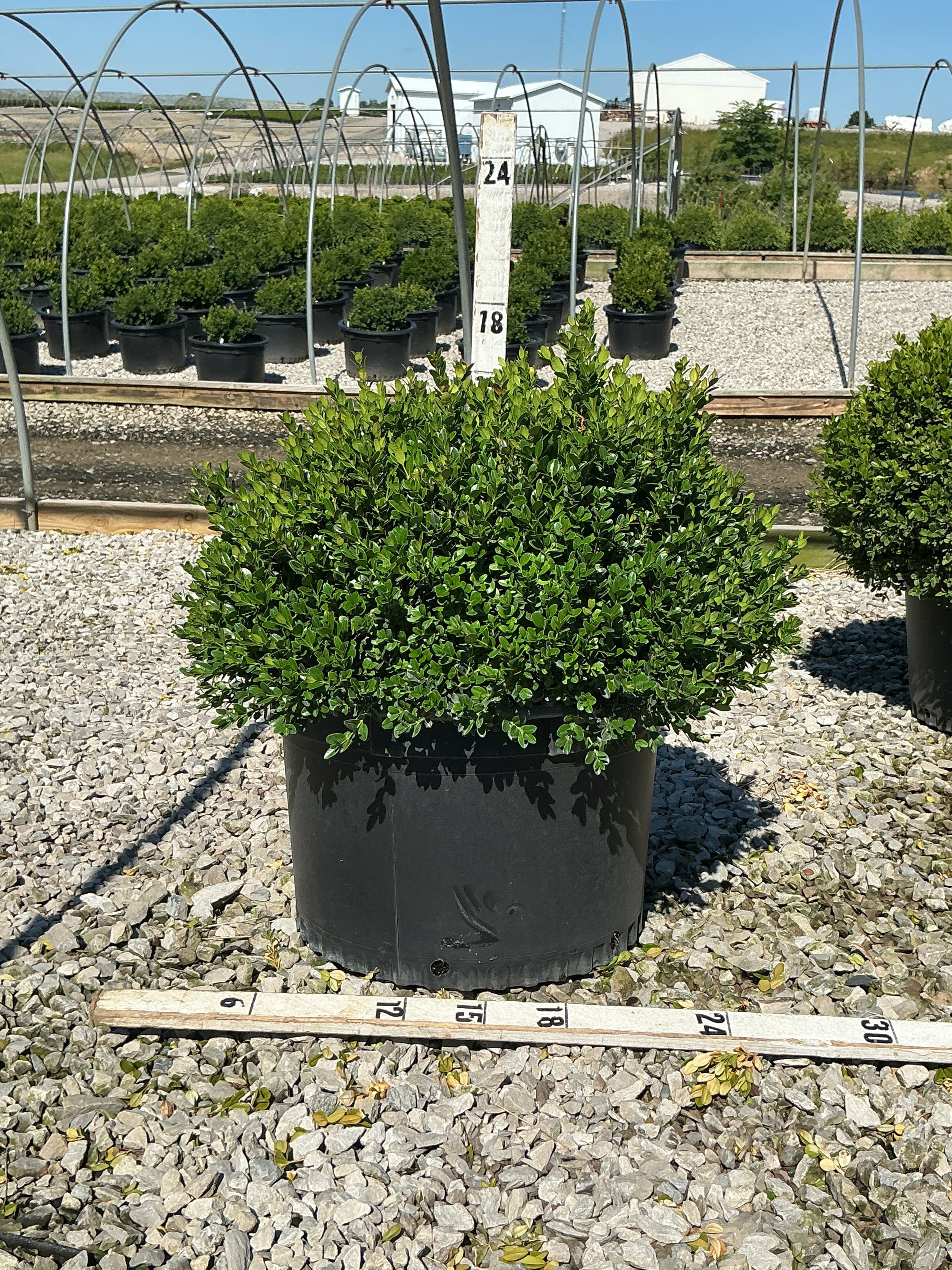 Buxus microphylla 'Little Missy'