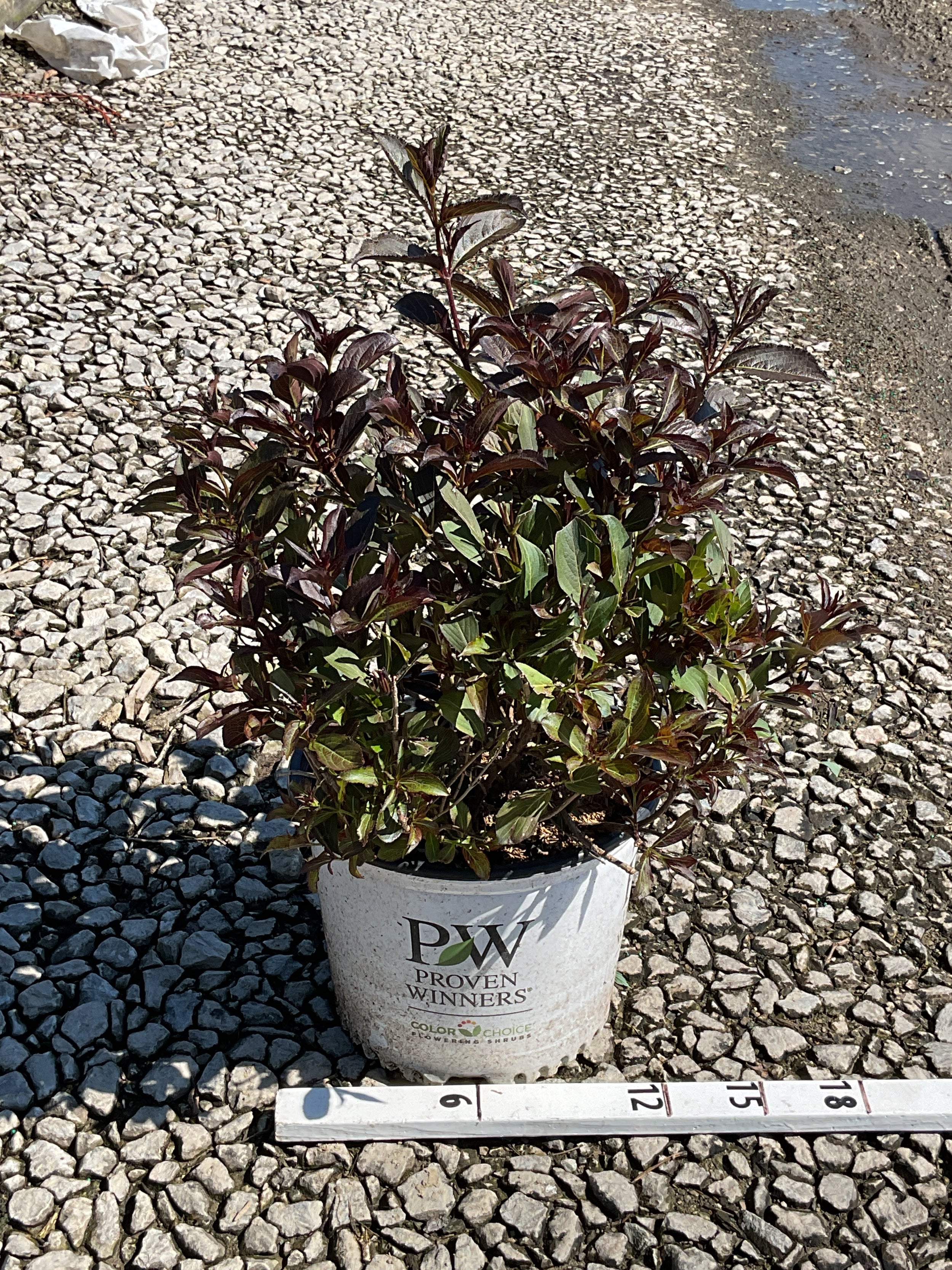Weigela florida 'Wine & Roses'