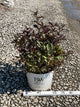 Weigela florida 'Wine & Roses'