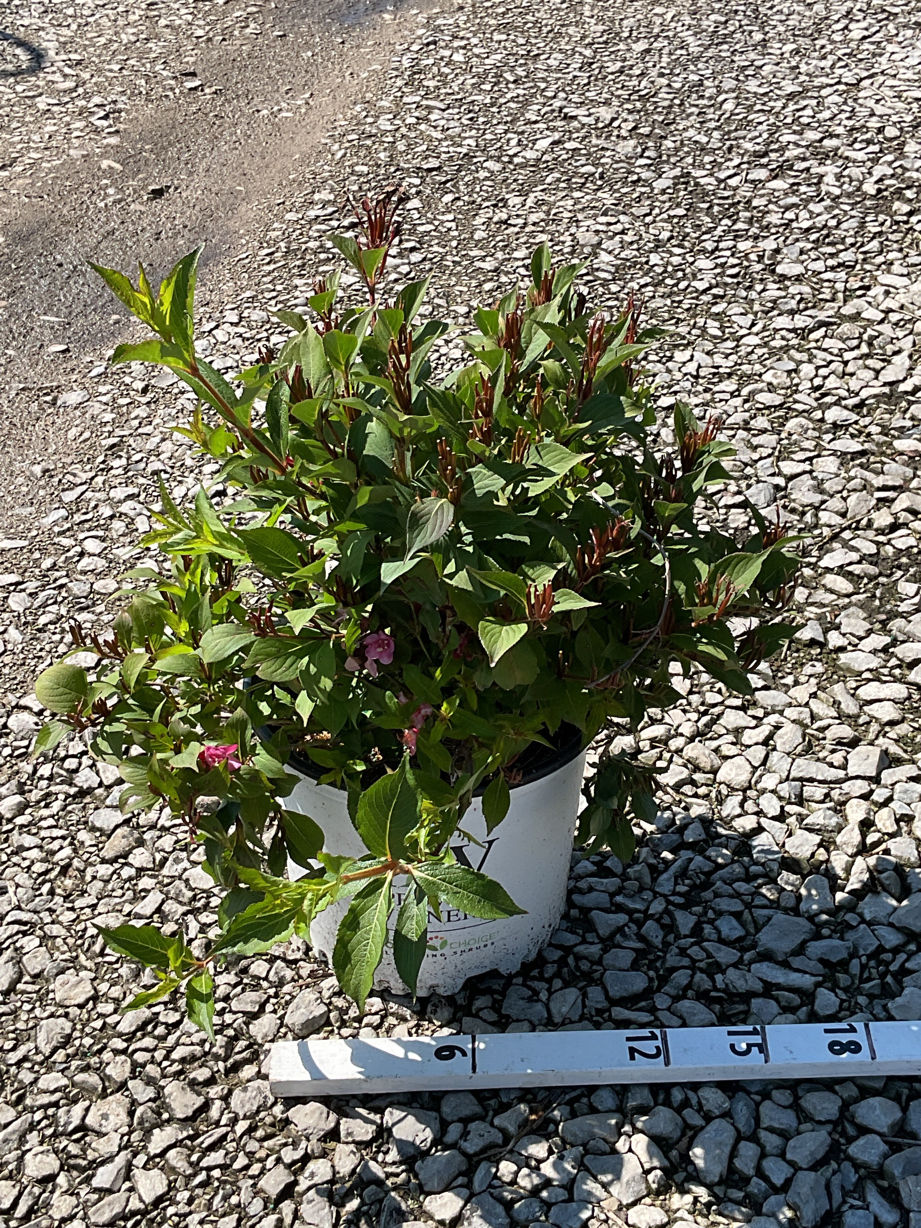 Weigela sonic 'Bloom Pink'