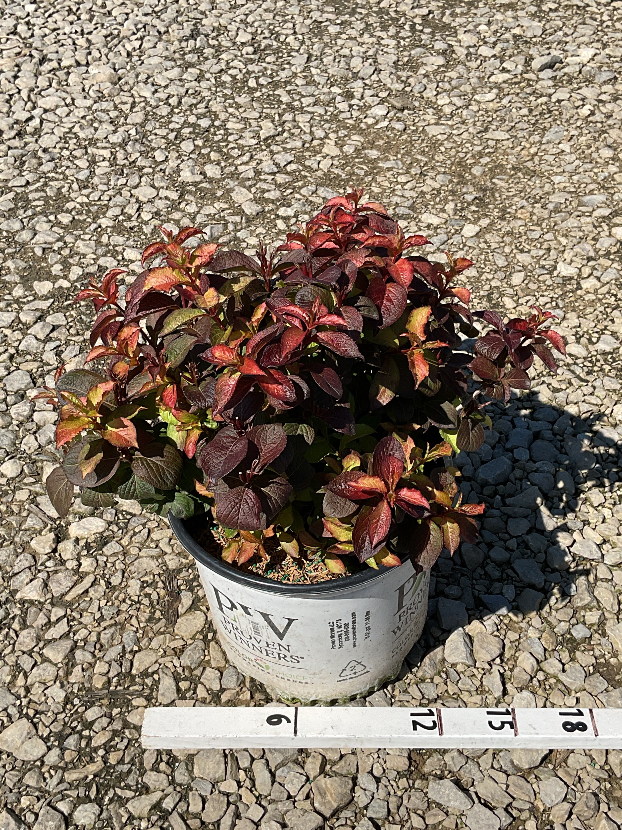 Weigela midnight 'Sun'