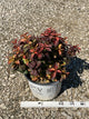 Weigela midnight 'Sun'