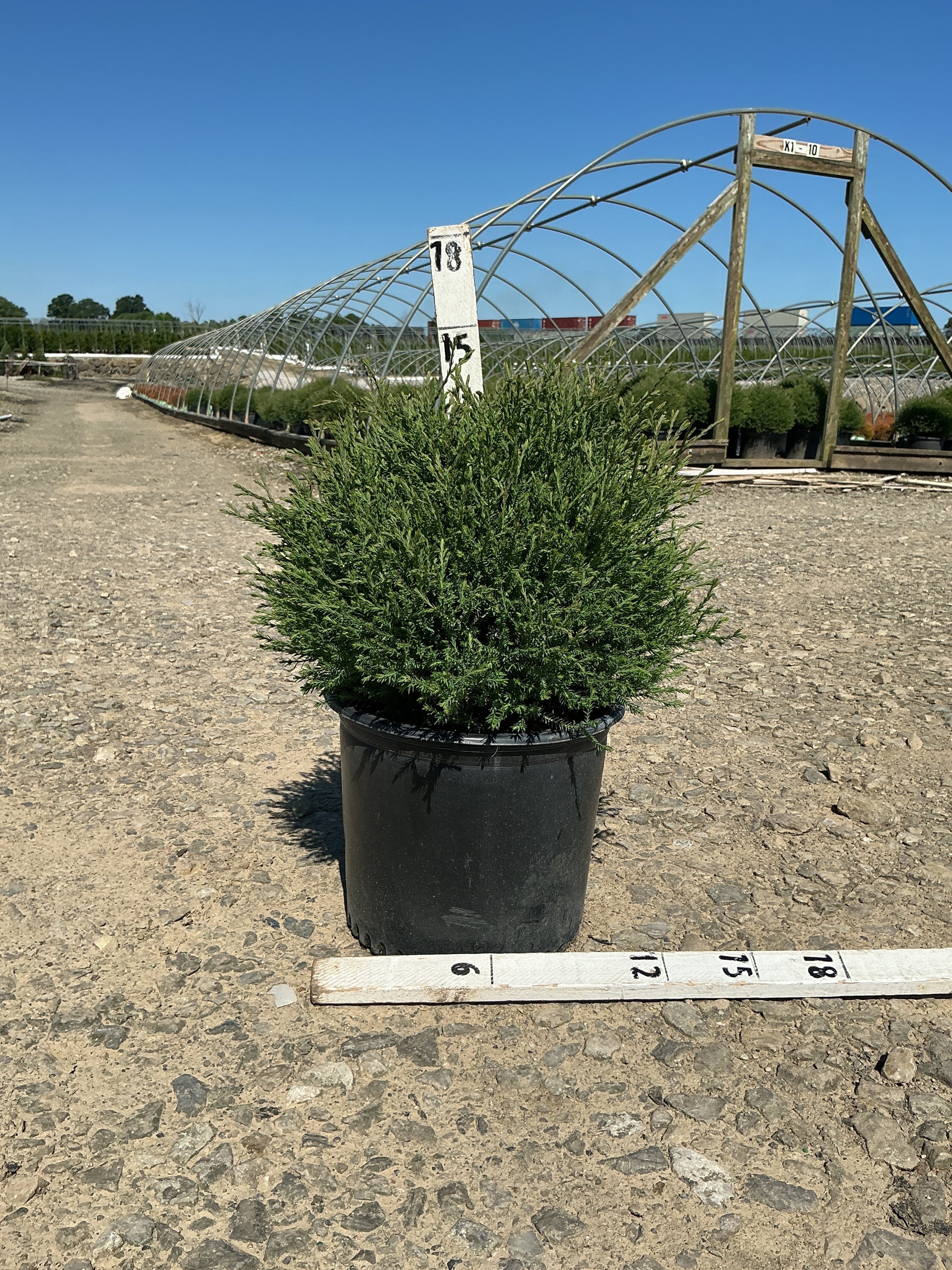 Thuja occidentalis 'Bobazam'
