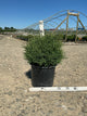 Thuja occidentalis 'Bobazam'