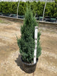 Juniperus chinensis 'Blue Point'