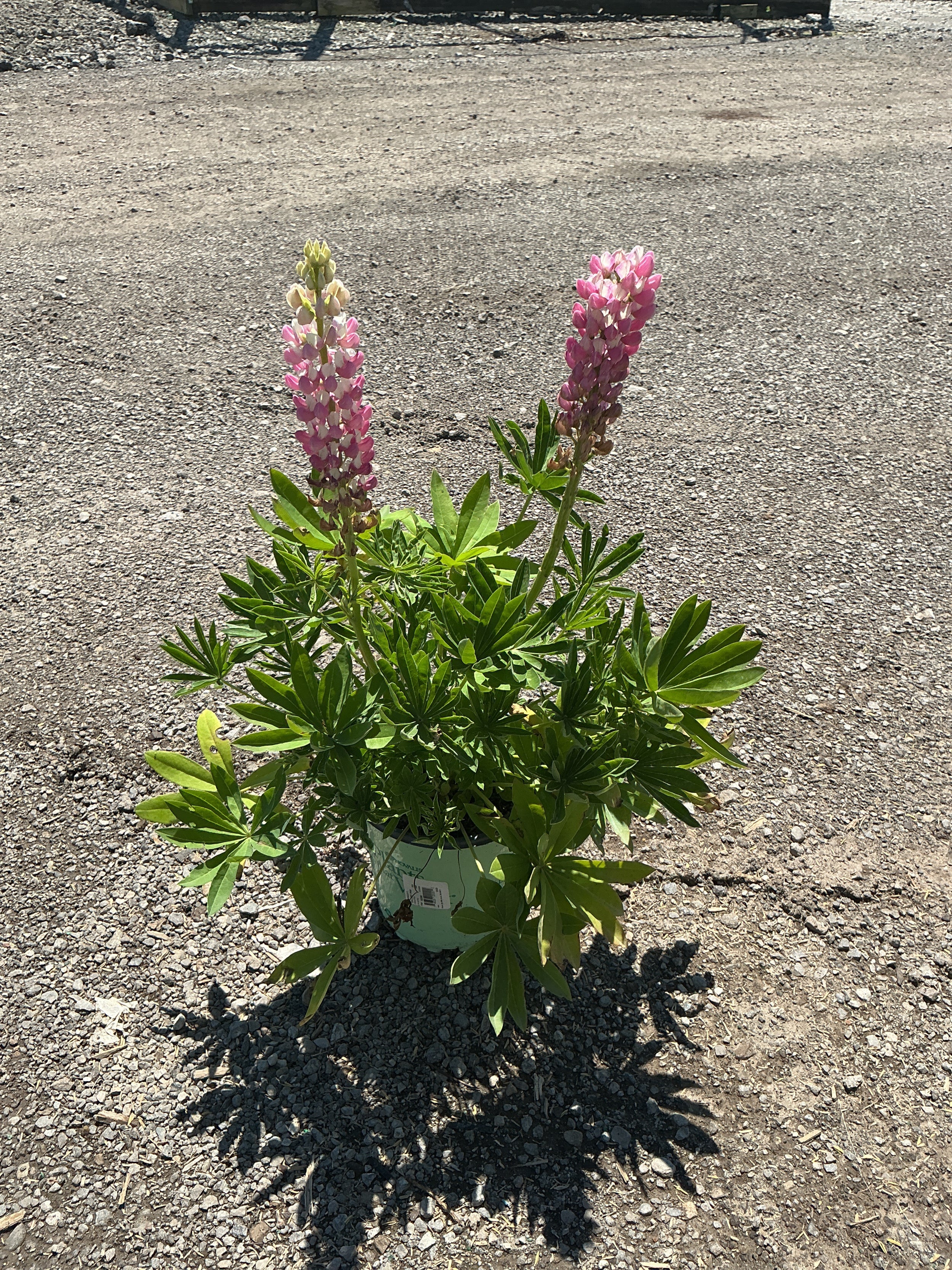 Lupinus P 'Gallery Pink'