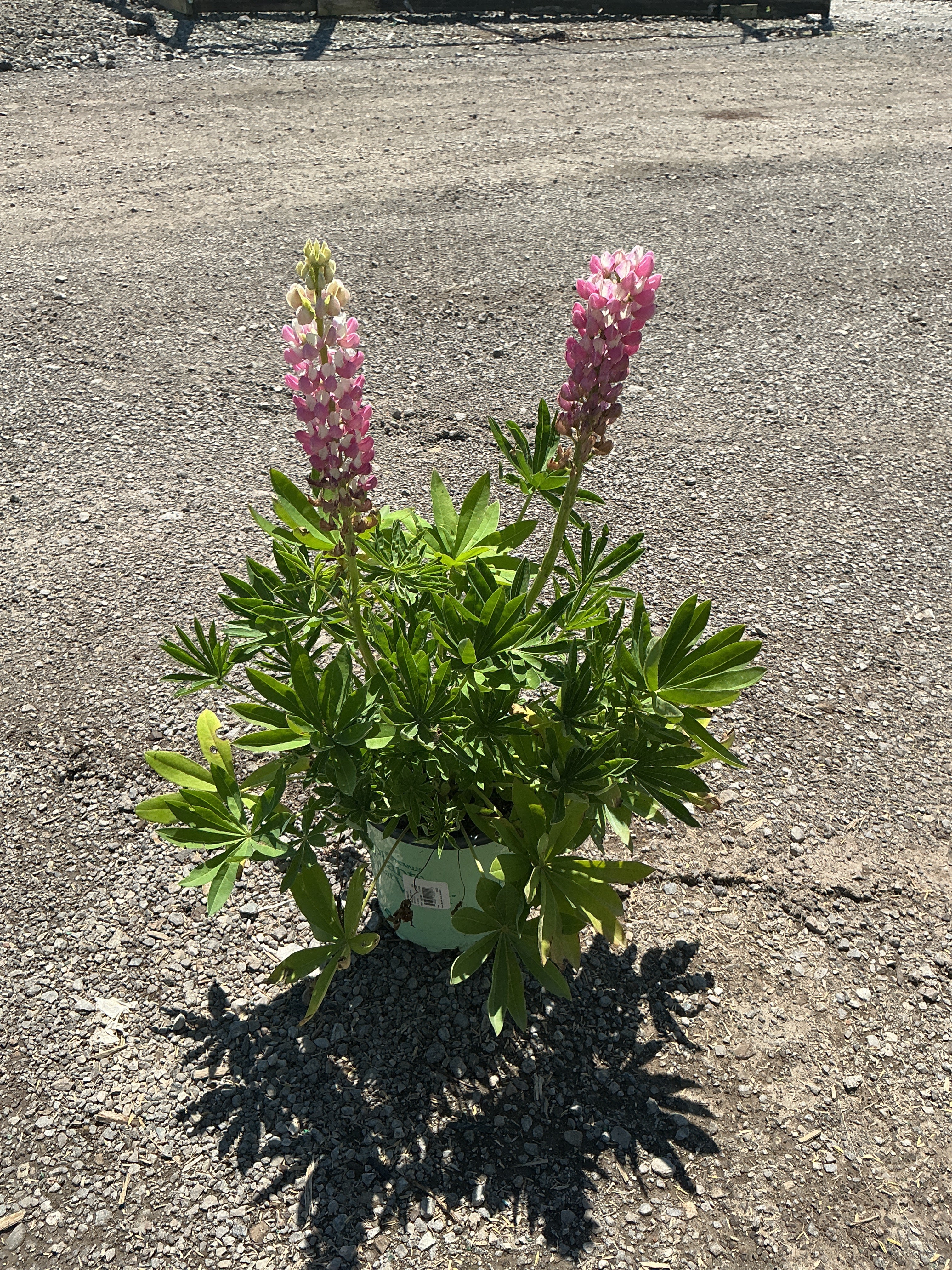 Lupinus P 'Gallery Pink'