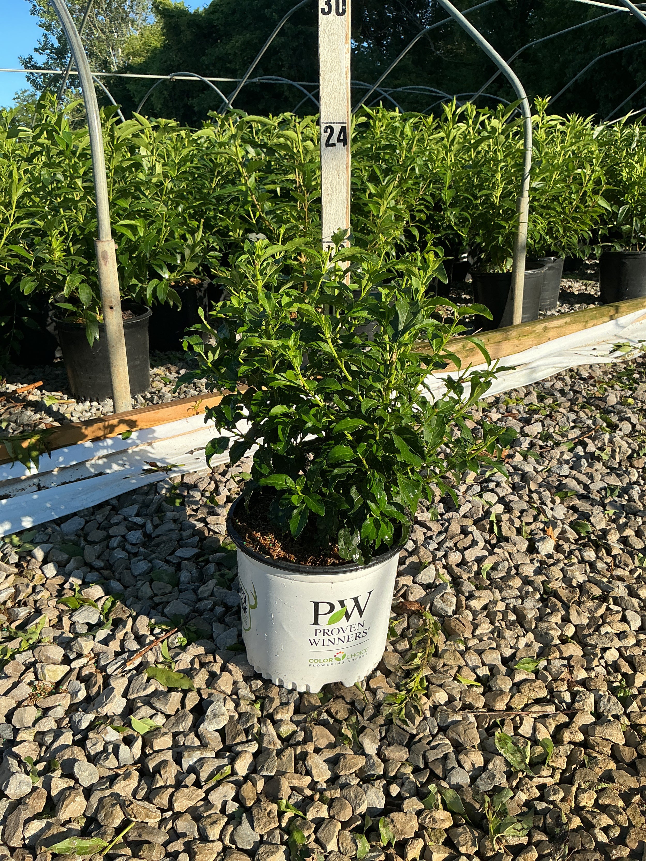 Forsythia x intermedia 'Mindor'