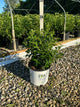 Forsythia x intermedia 'Mindor'
