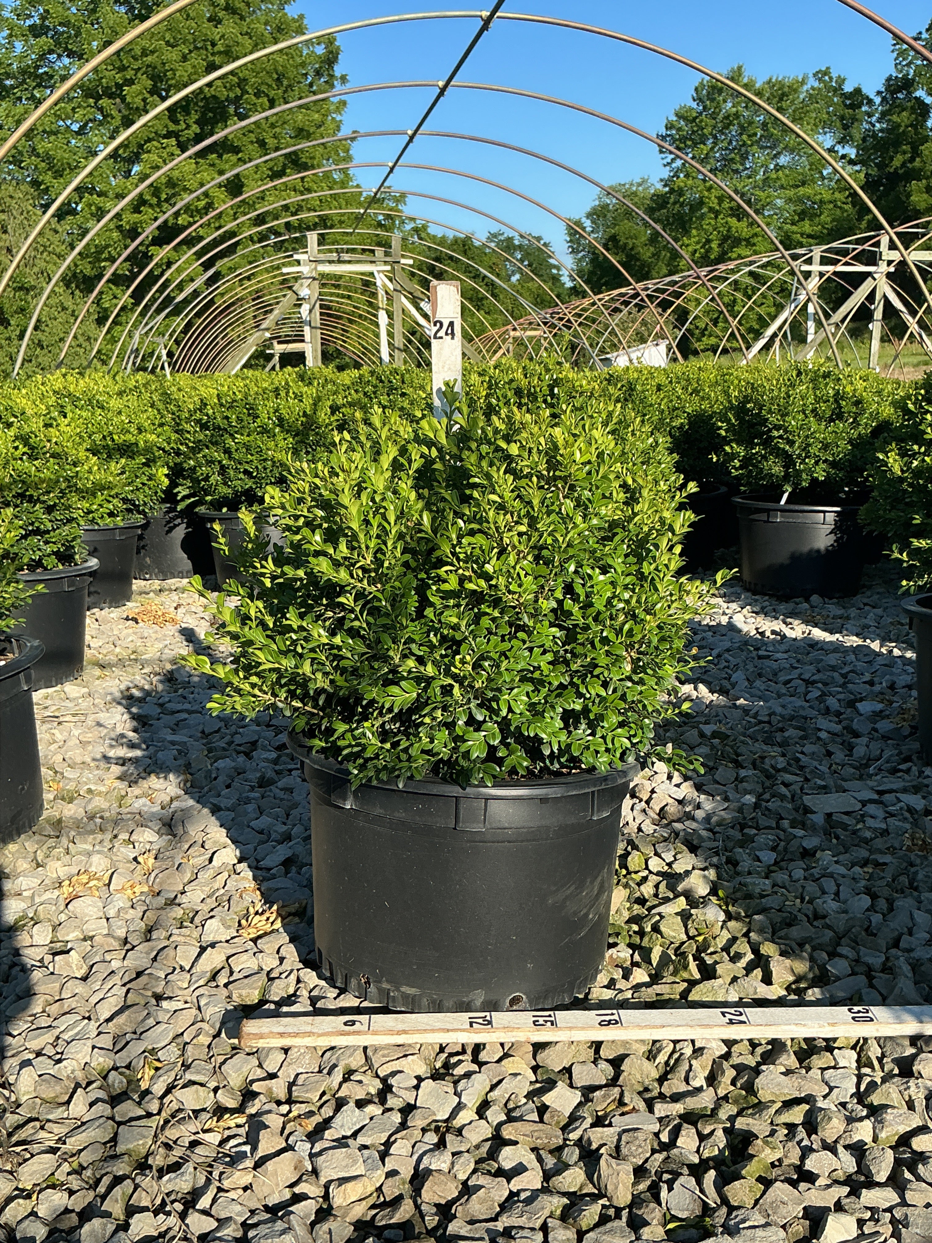Buxus newgen 'Independence'