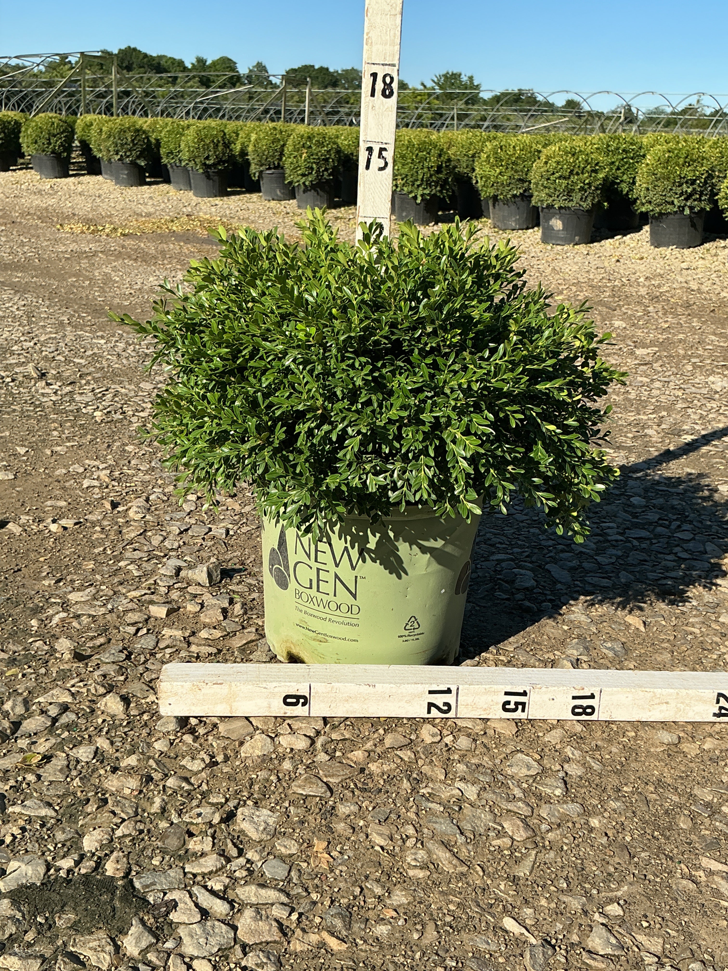Buxus newgen 'Liberty Belle'