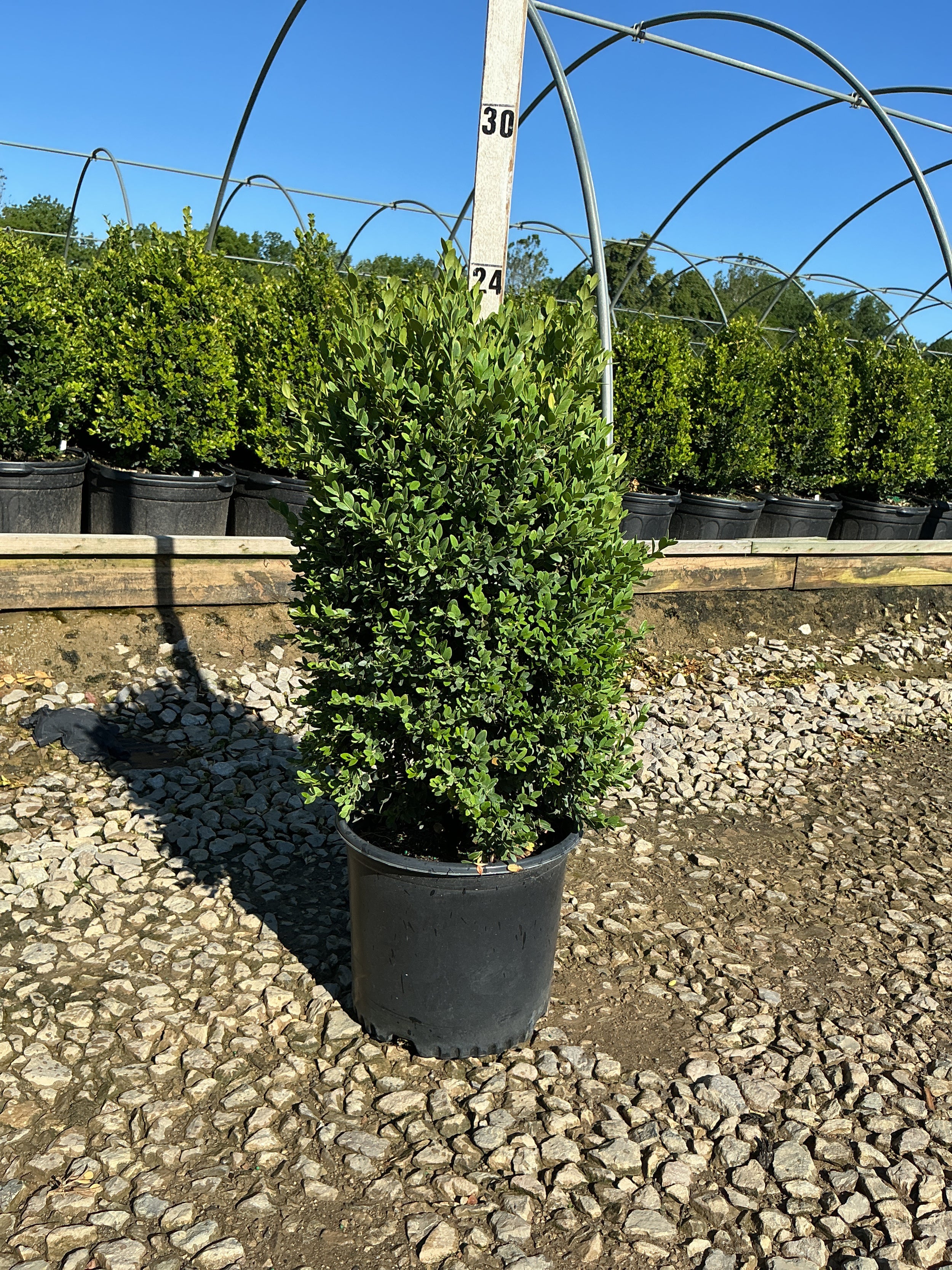 Buxus microphylla 'Green Mountain'