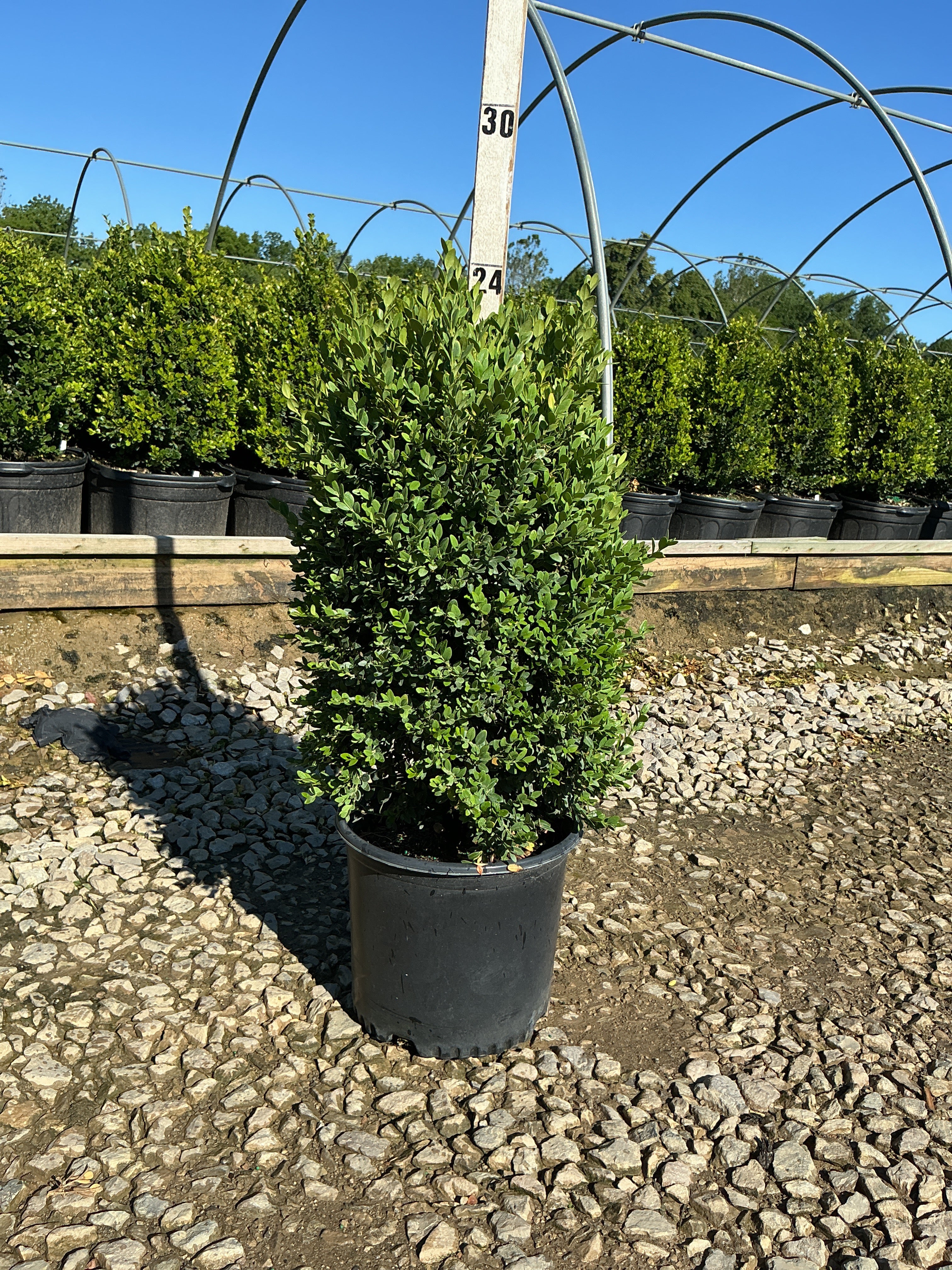 Buxus microphylla 'Green Mountain'