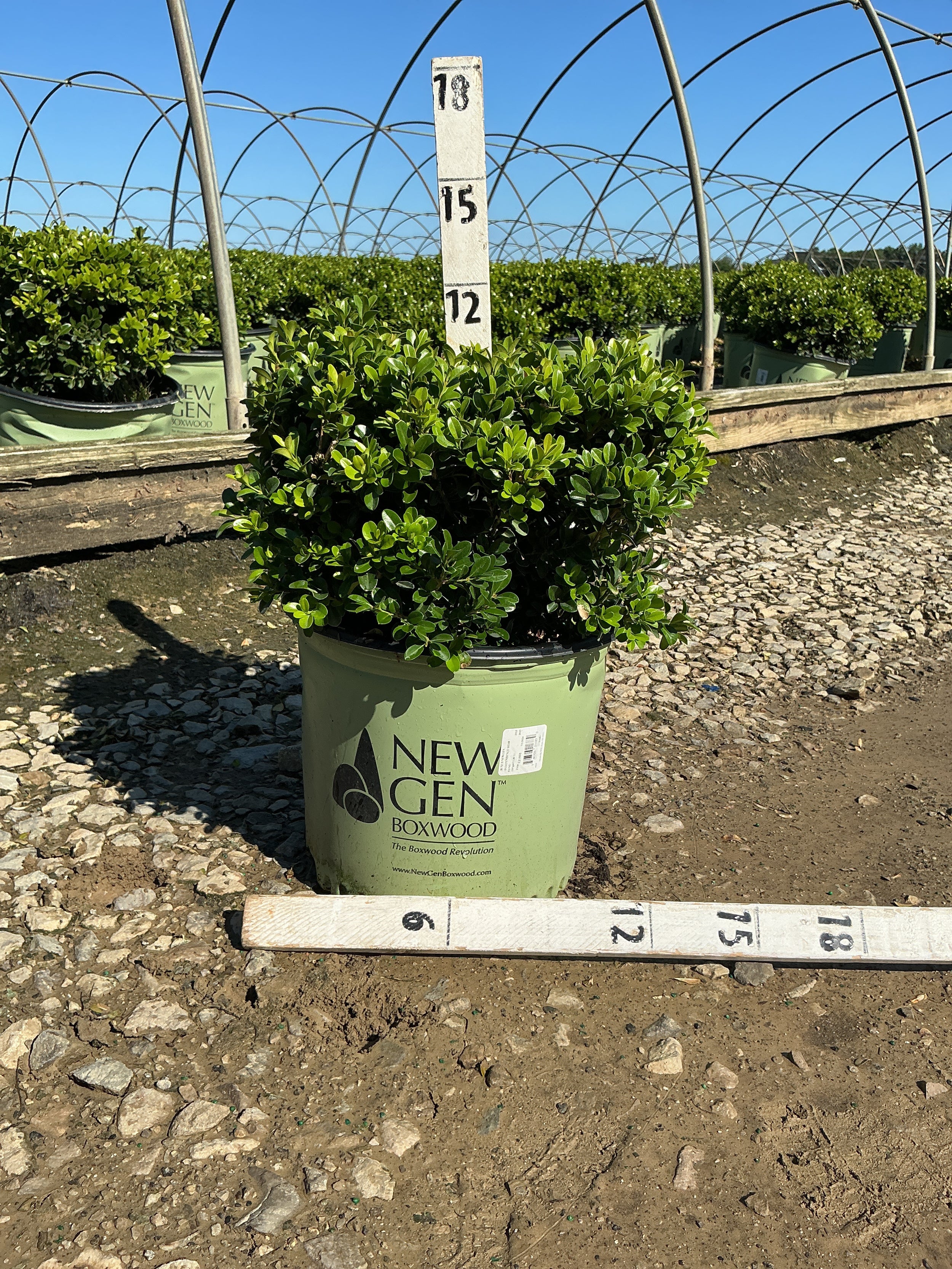 Buxus newgen 'Independence'