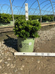 Buxus newgen 'Independence'