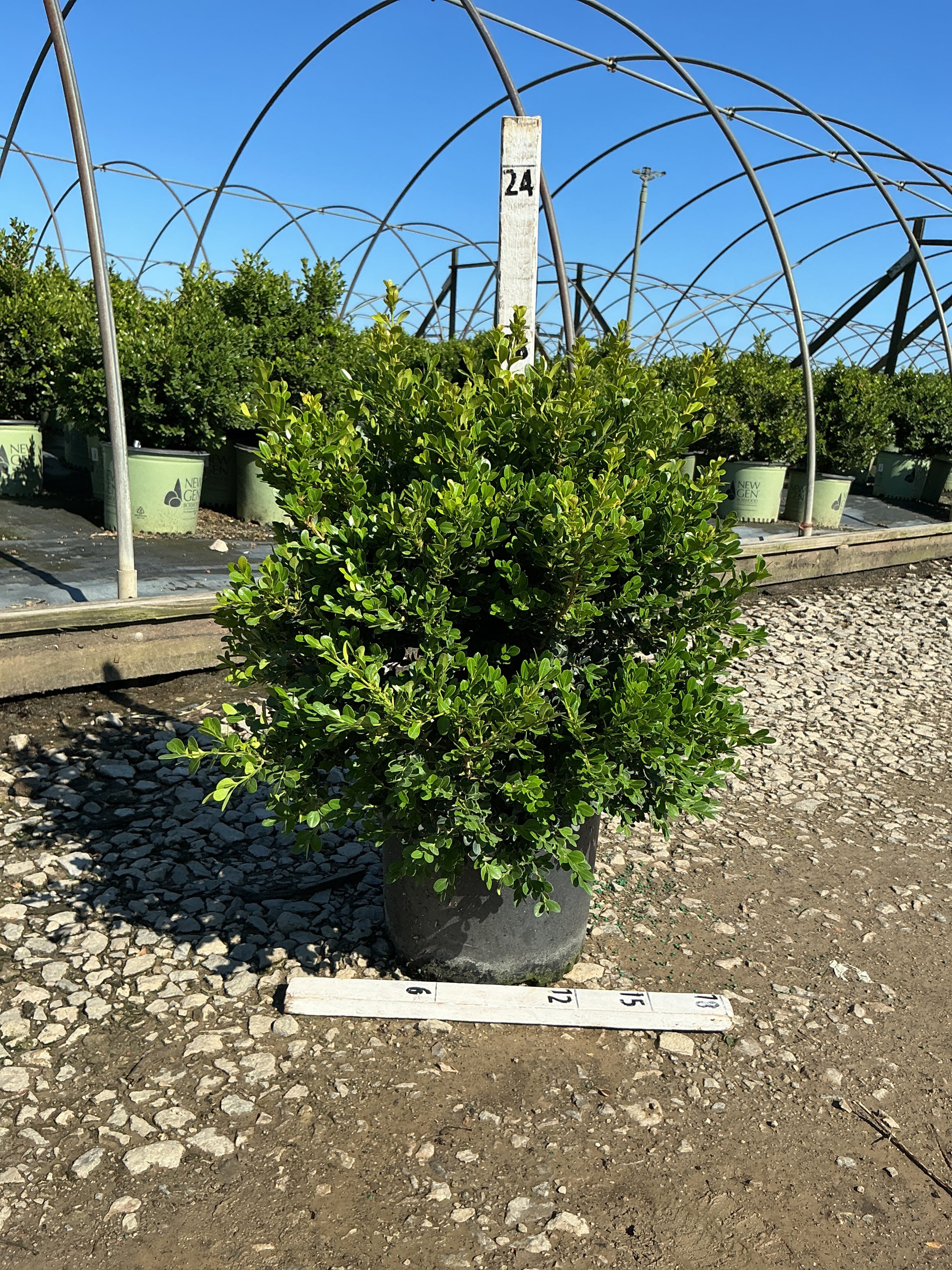 Buxus microphylla 'Green Beauty'